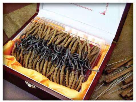 津市冬虫夏草回收